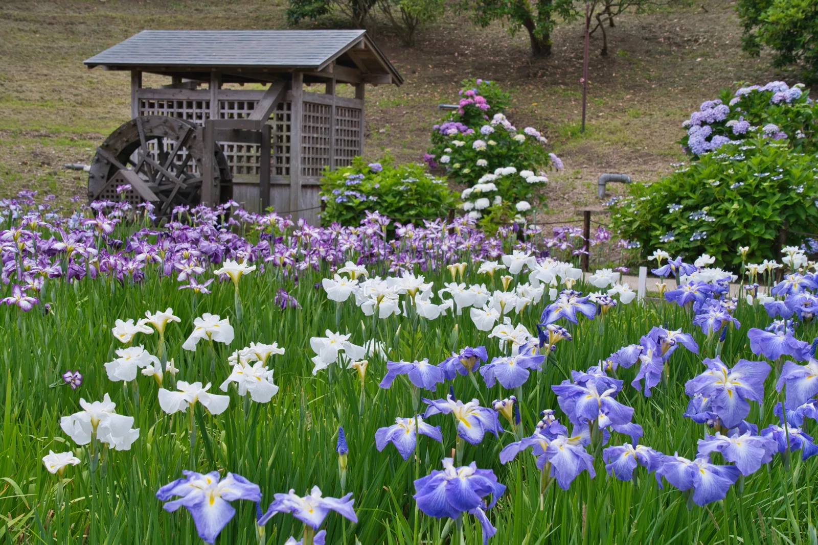 横須賀しょうぶ園