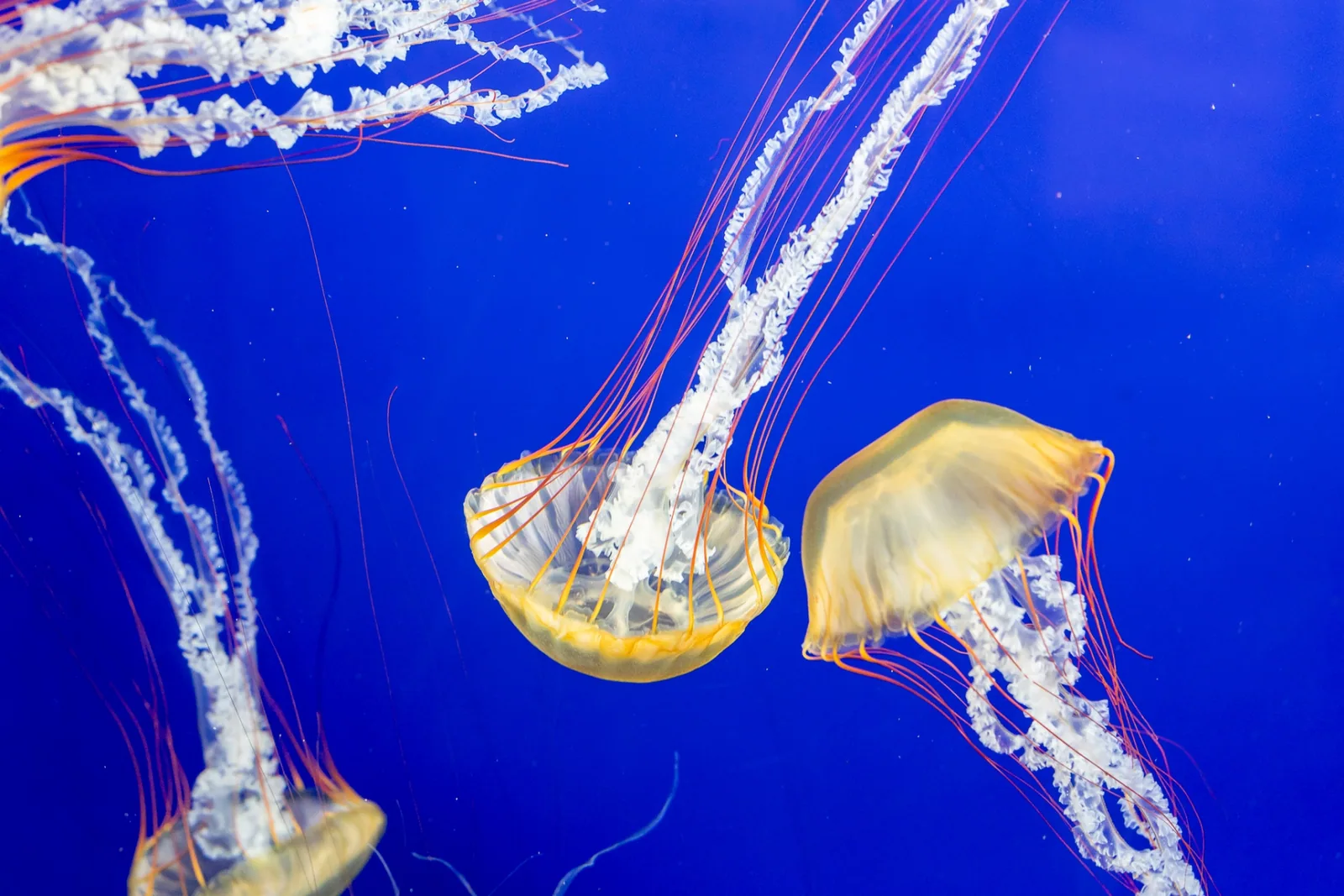 新江ノ島水族館