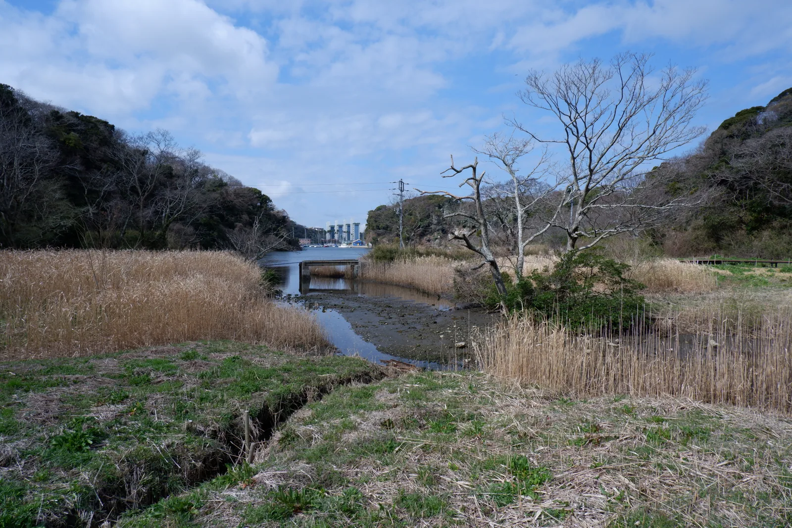 小網代の森