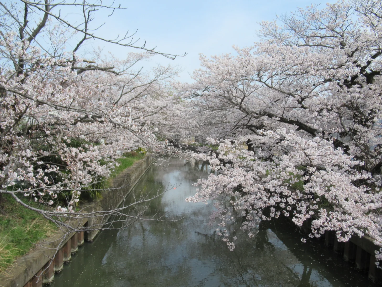 真鍋の桜