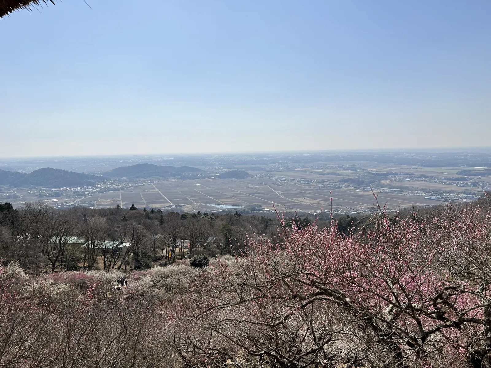 筑波山梅林