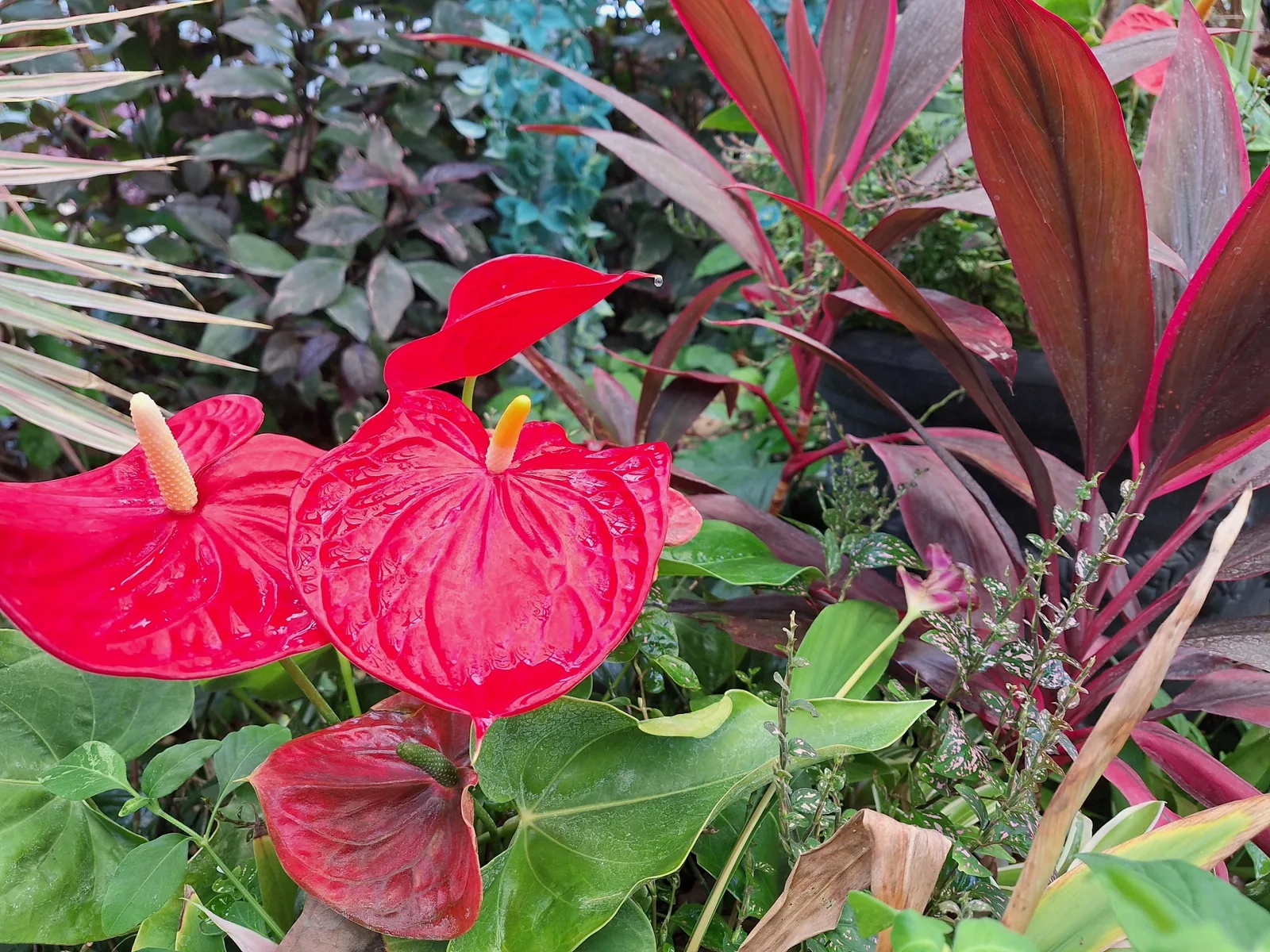 水戸市植物公園