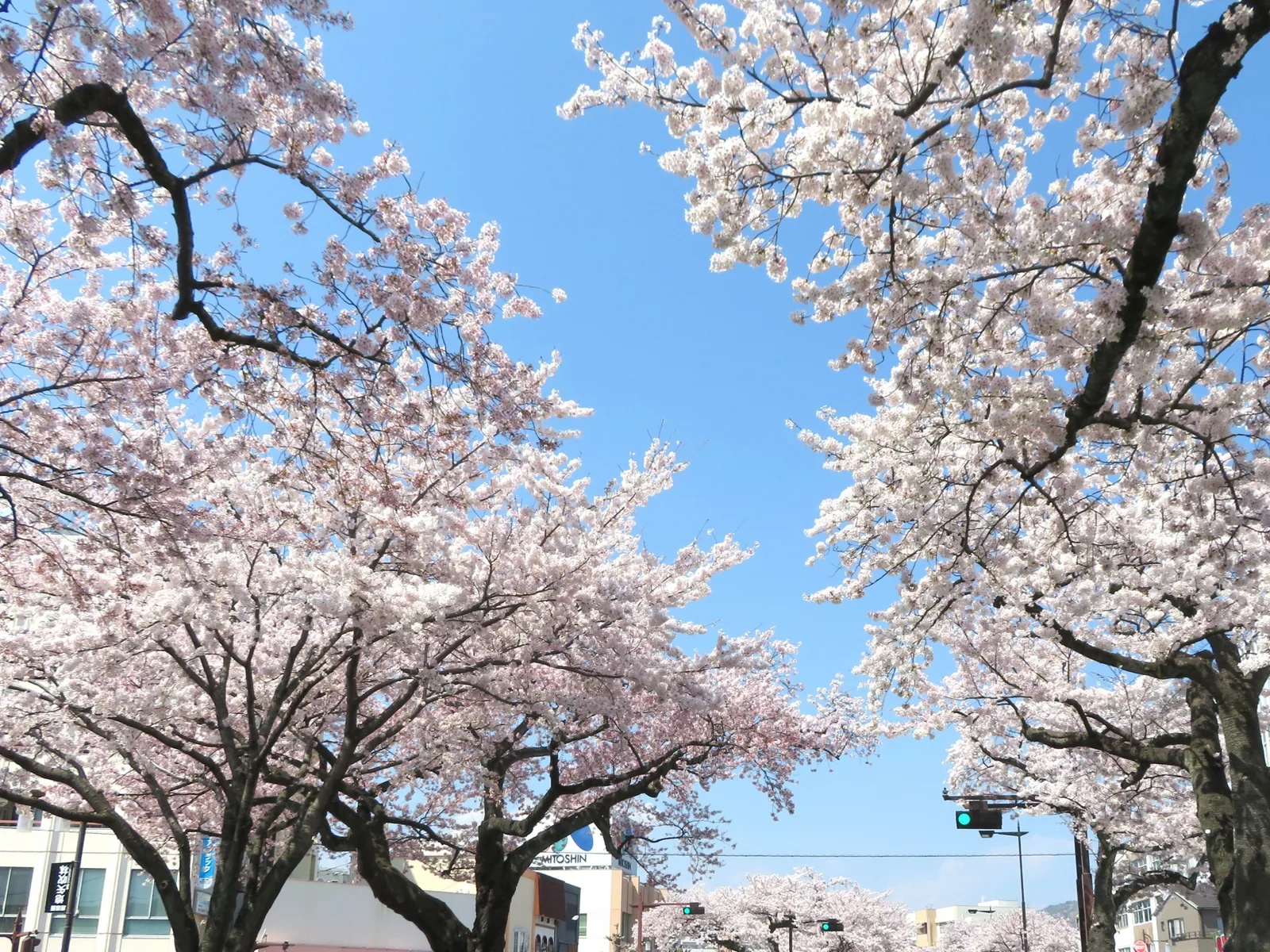 平和通りの桜