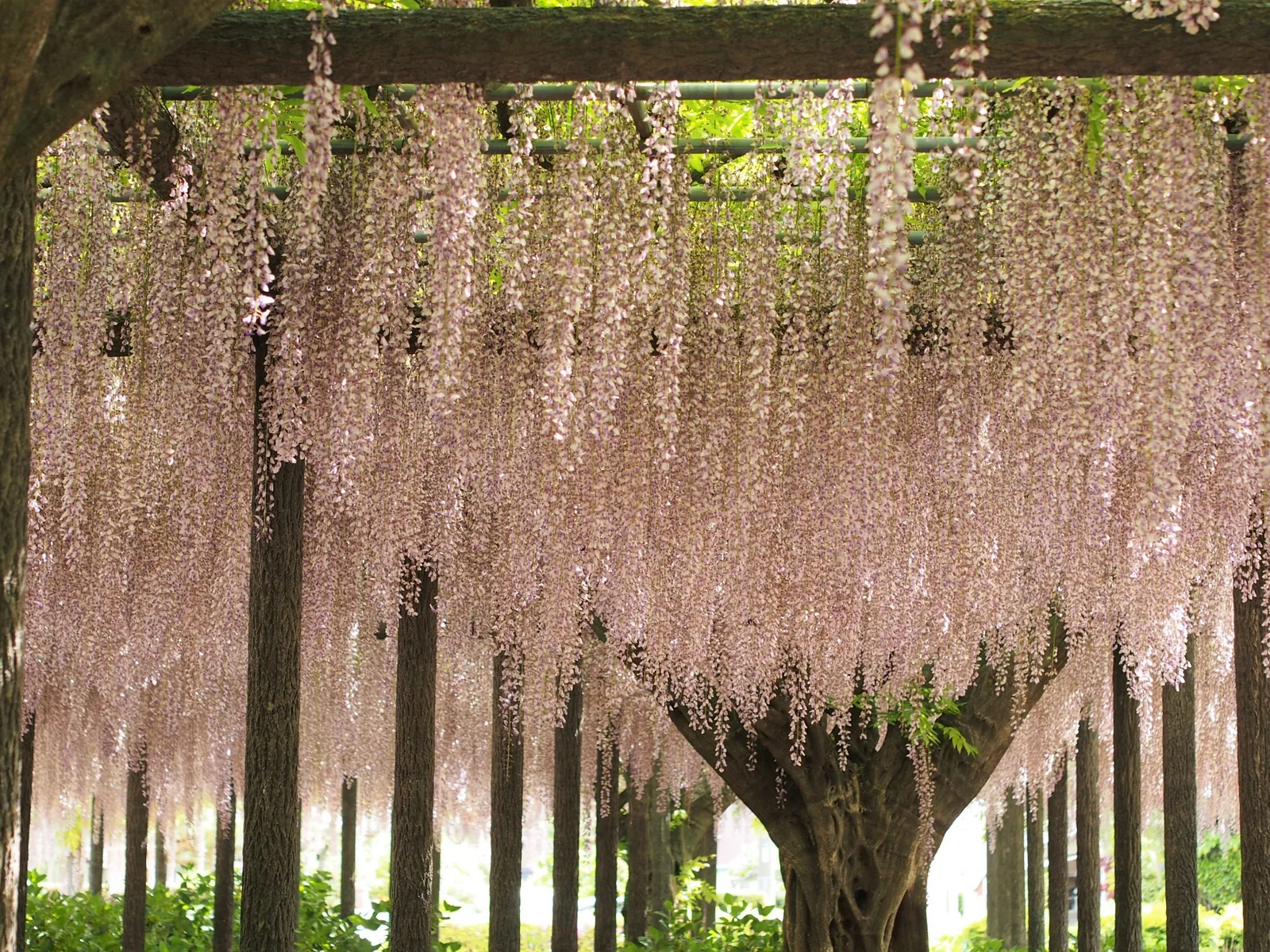 玉敷神社の大藤