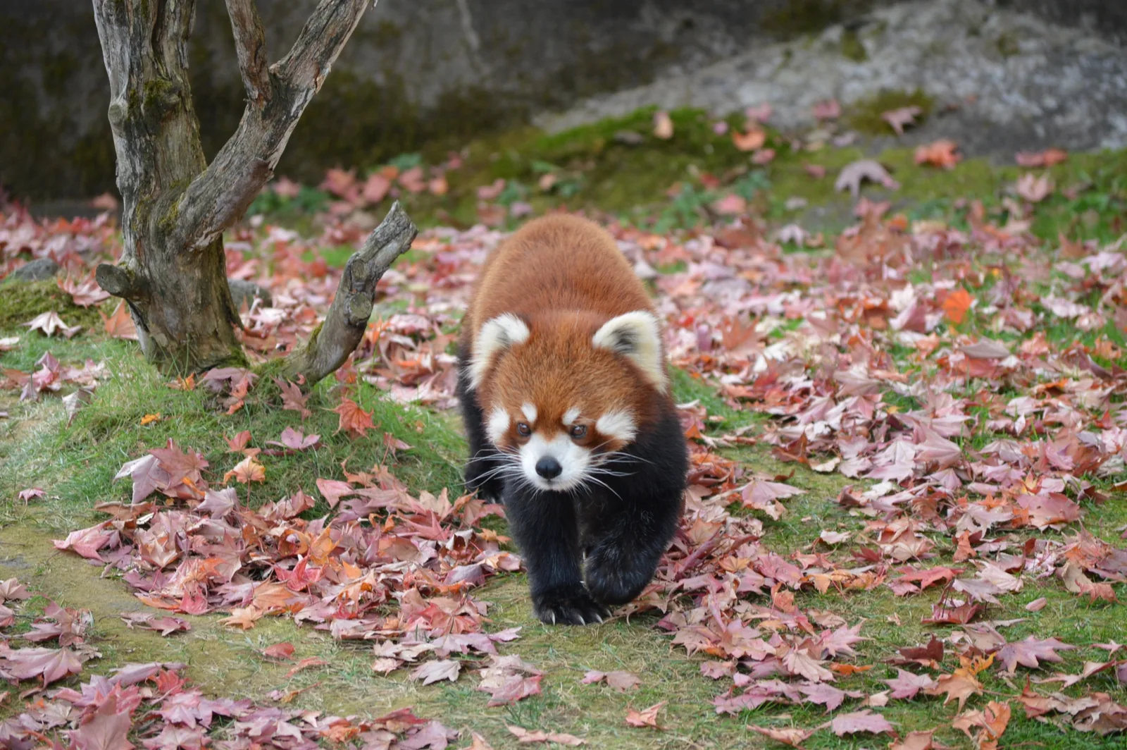 釧路市動物園