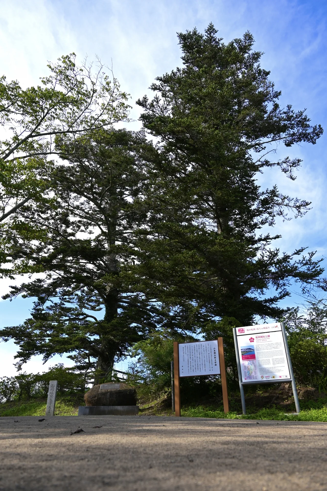 船岡城址公園の樅ノ木
