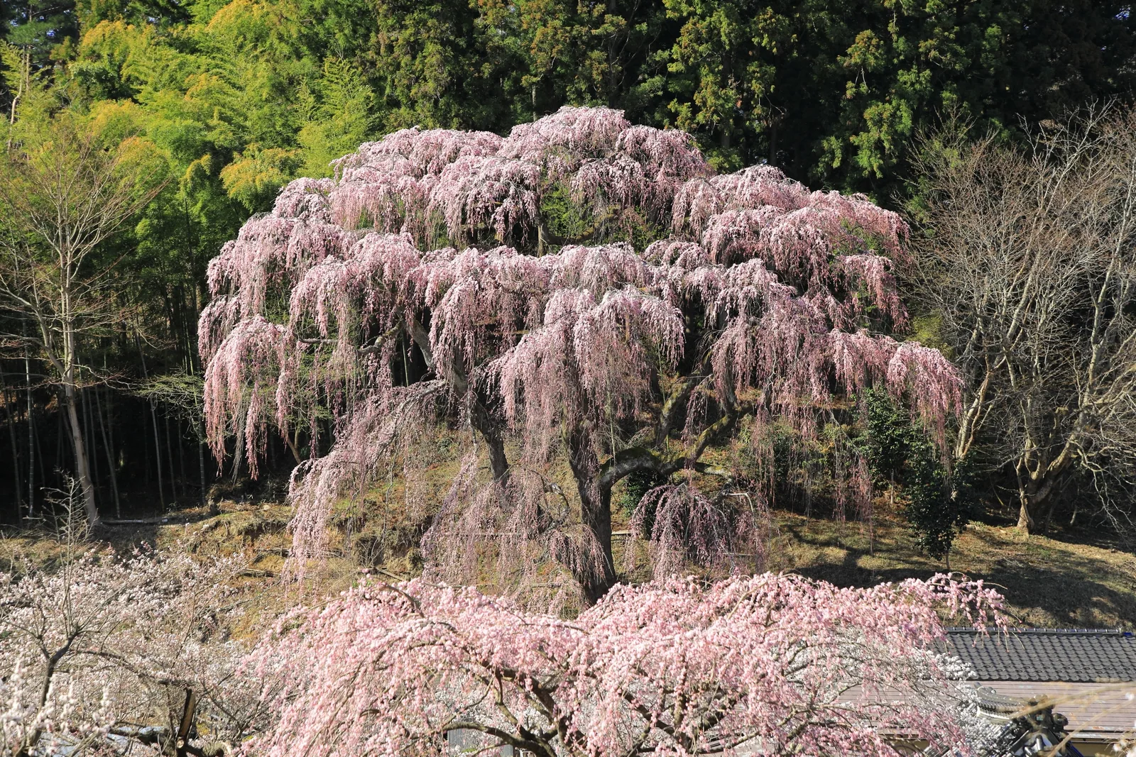福聚寺