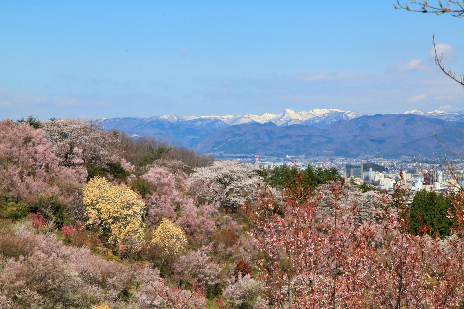 花見山公園