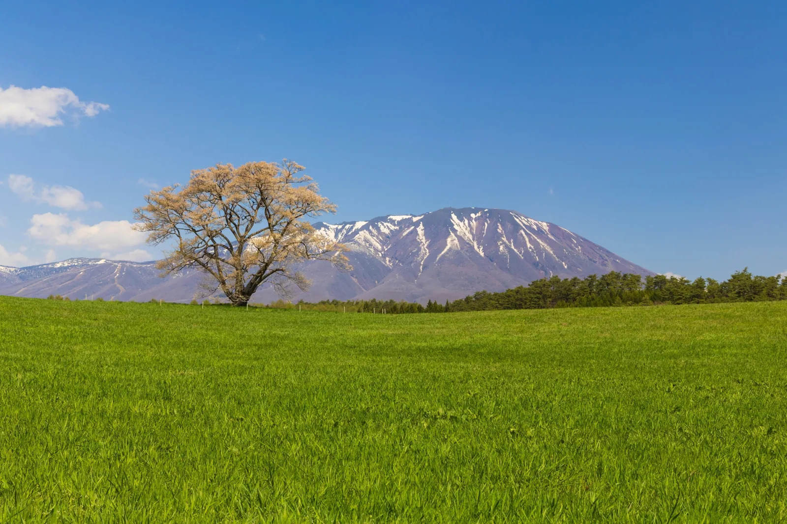 小岩井農場