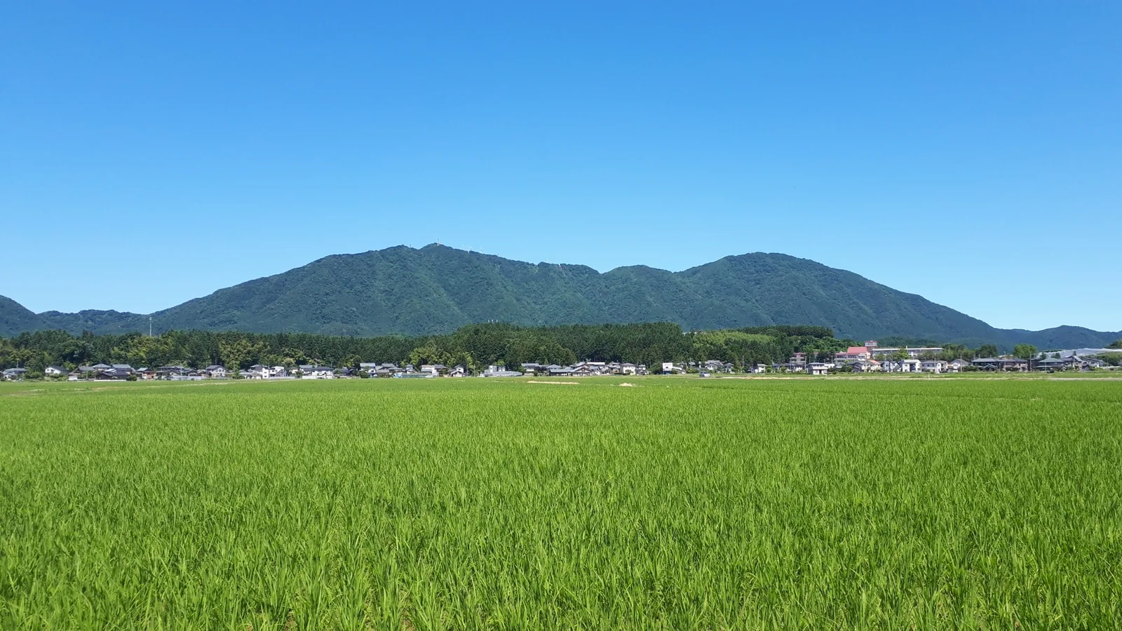 弥彦山