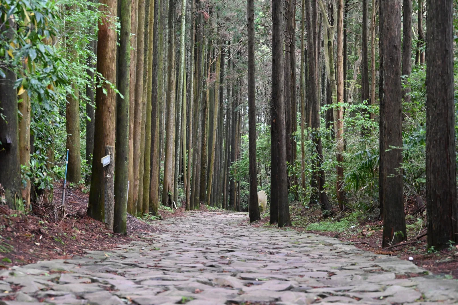 箱根旧街道石畳