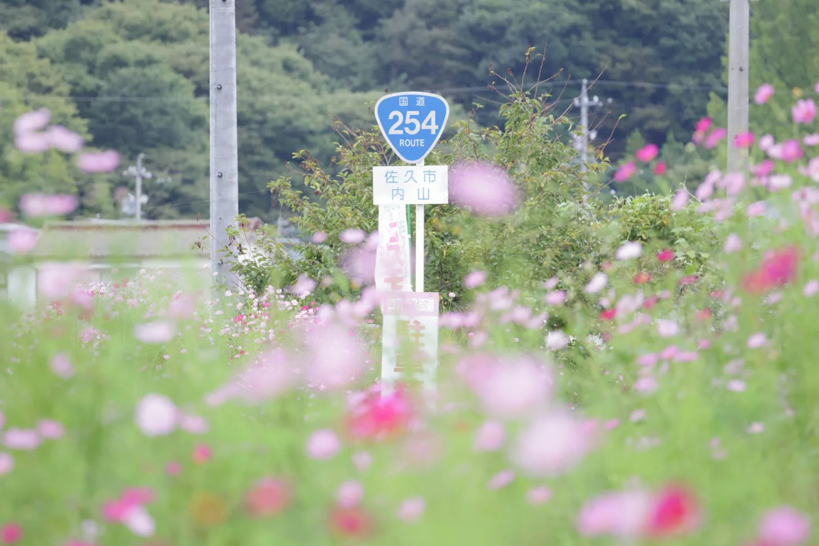 コスモス街道