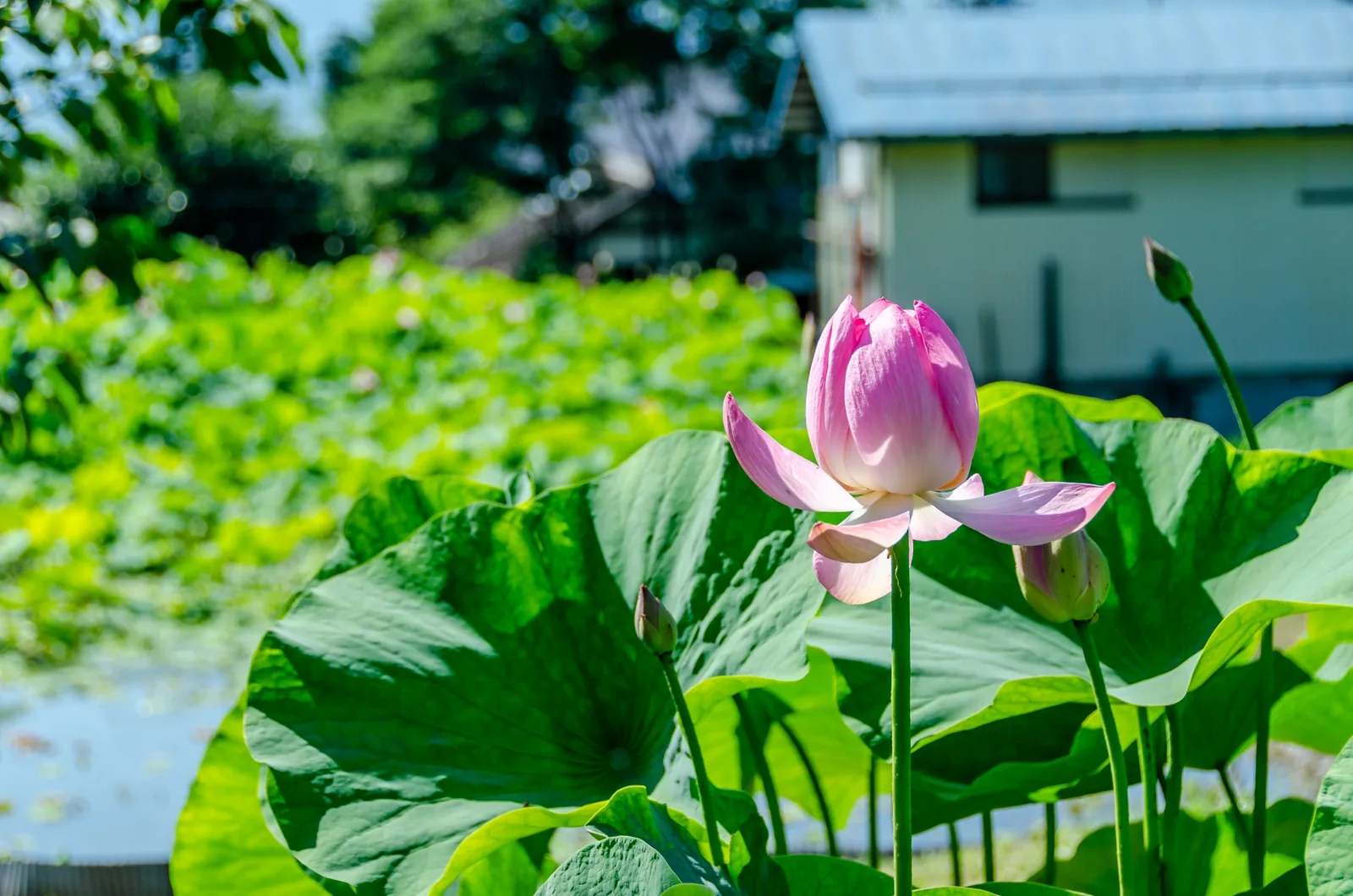 稲泉寺