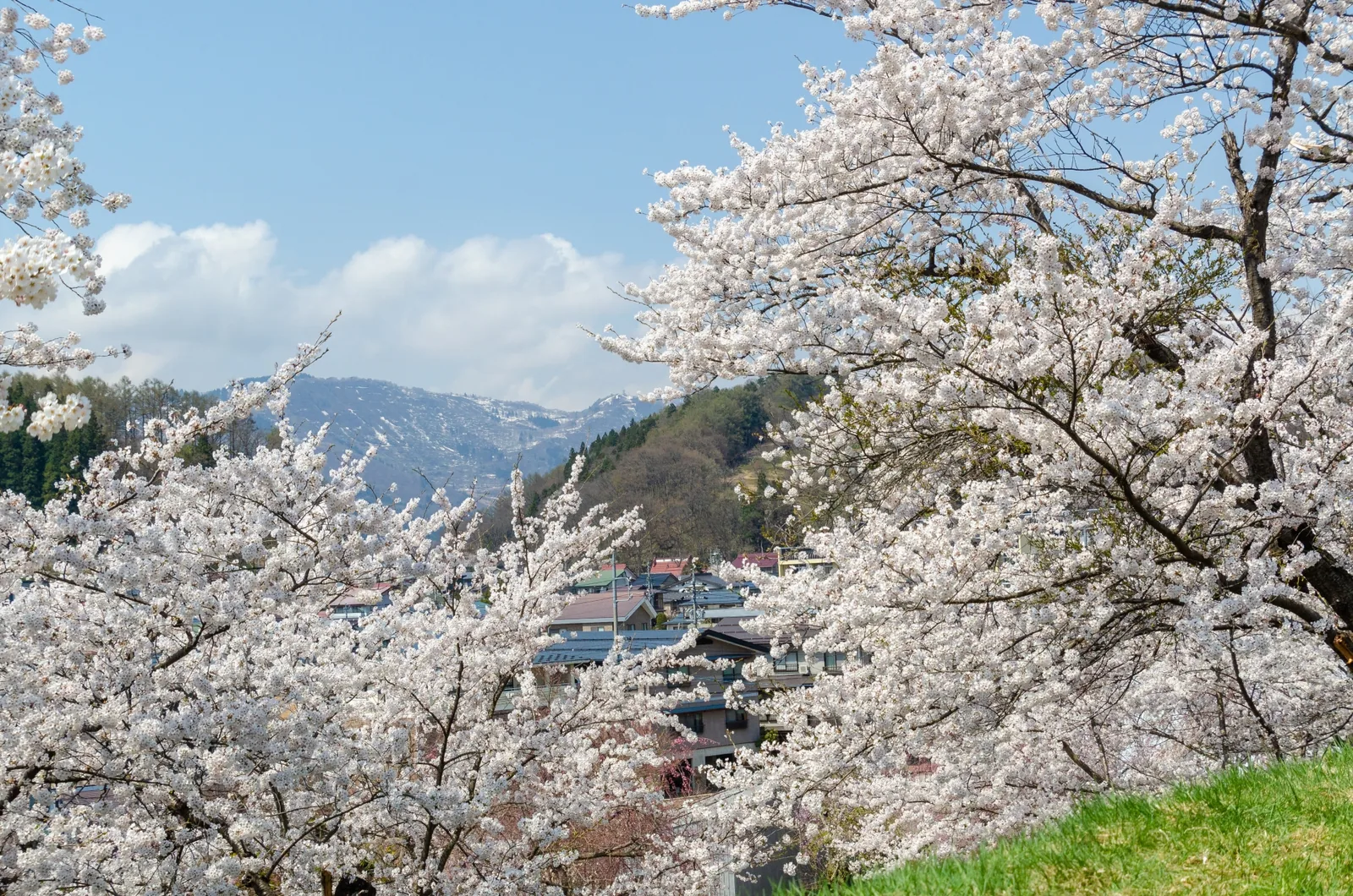 飯山城址公園