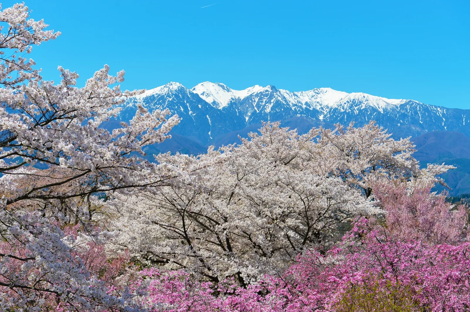 大草城址公園