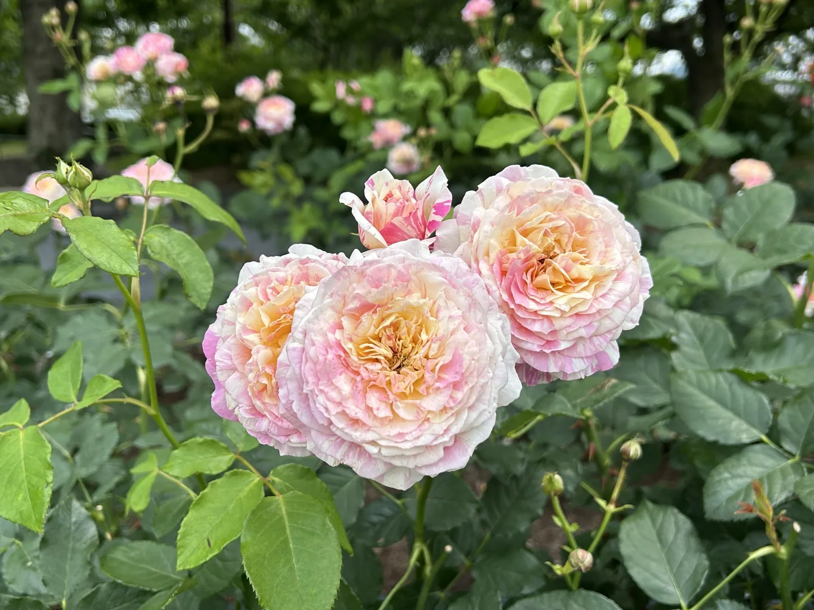 大野町バラ公園