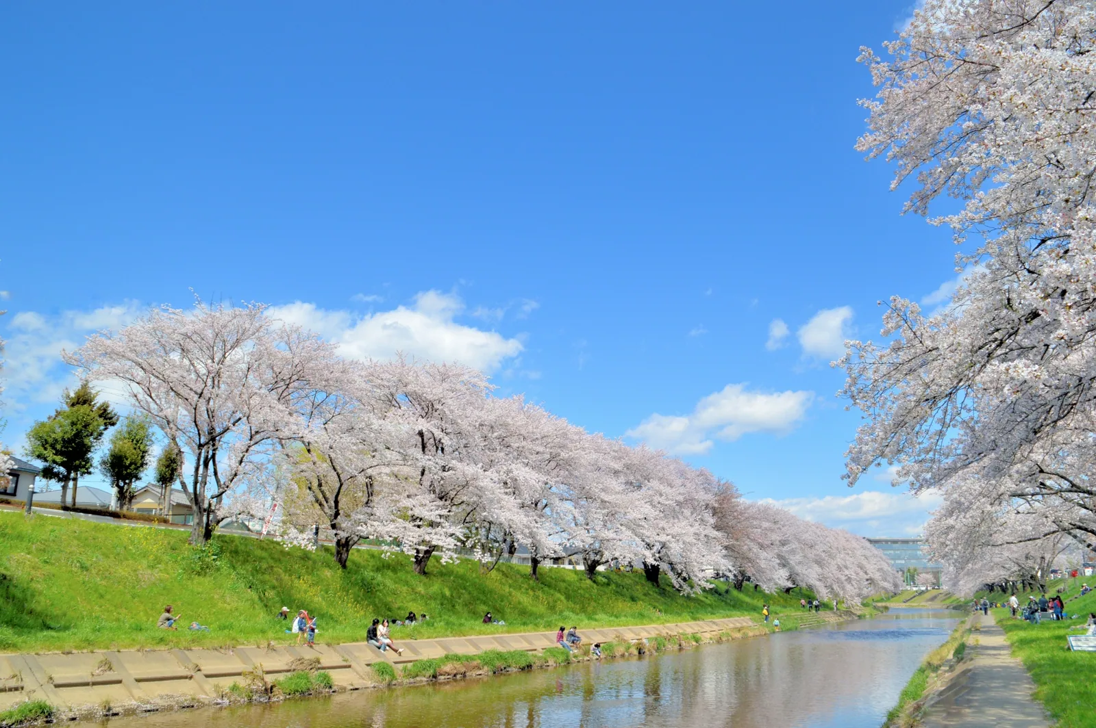 新境川堤