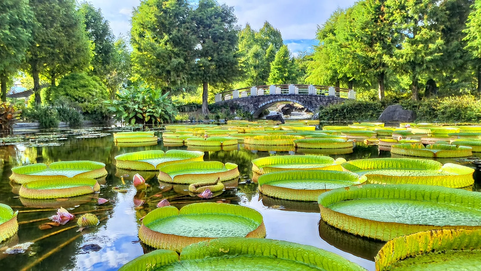 草津市立水生植物公園みずの森