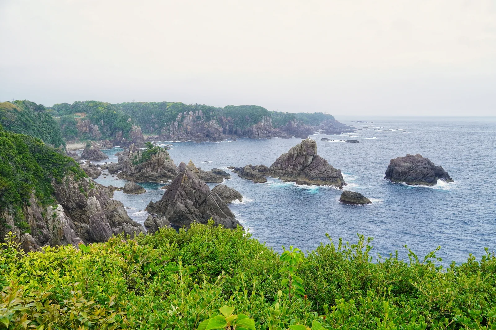 海金剛