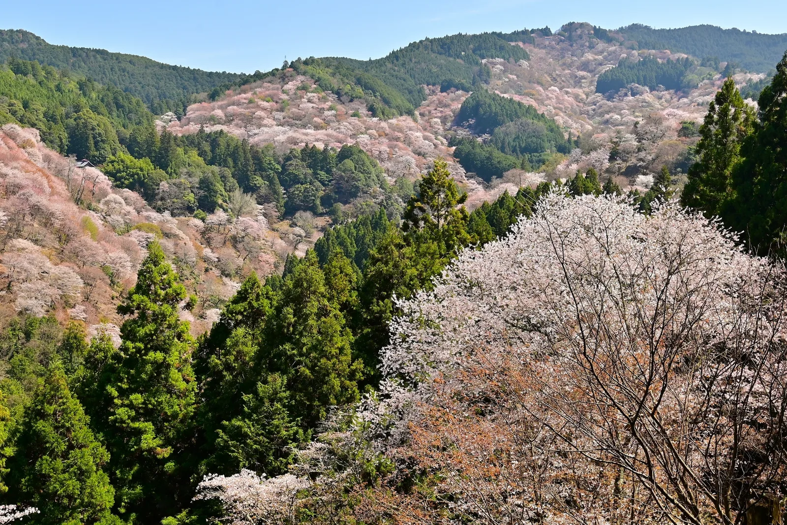 吉野山