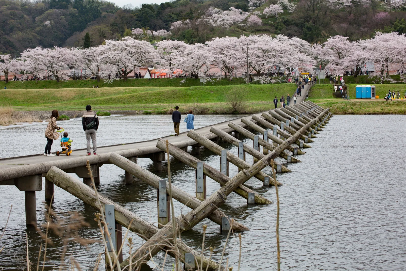 斐伊川堤防桜並木