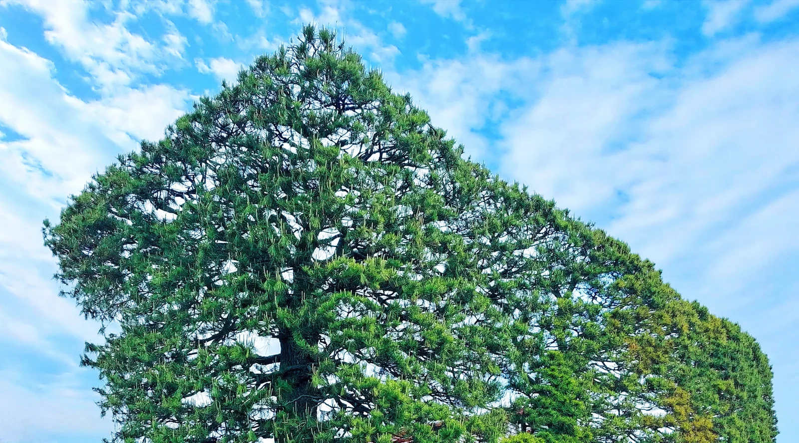 出雲平野の築地松