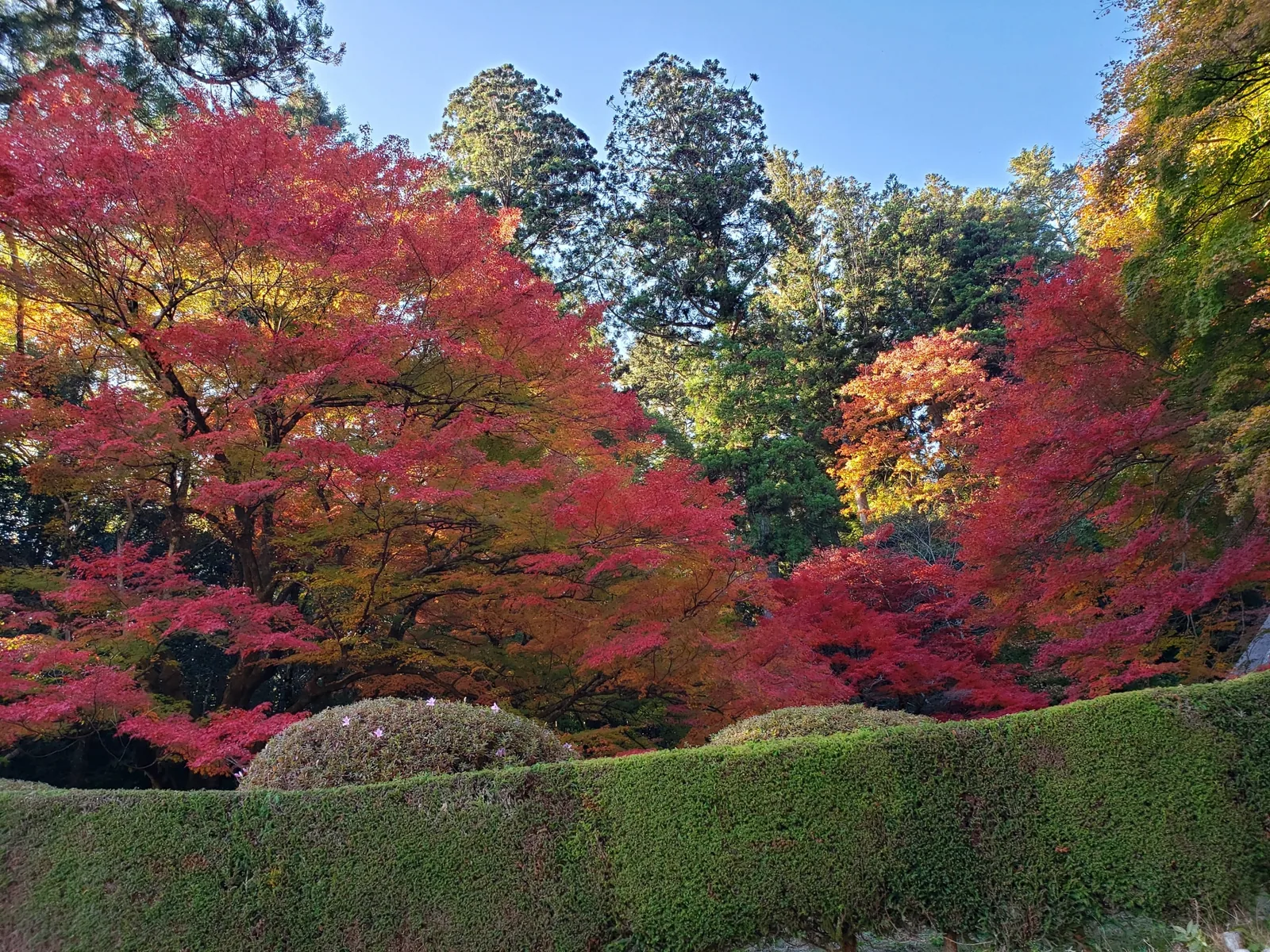 吉水園の紅葉