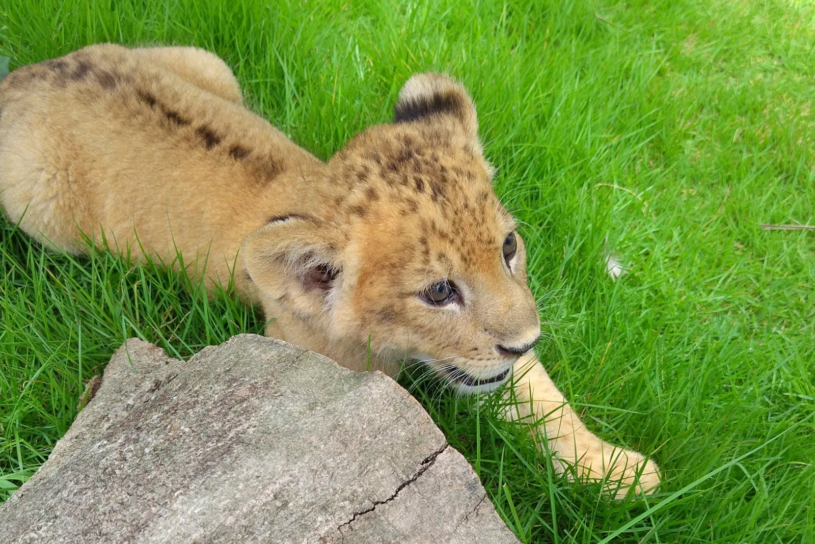 しろとり動物園