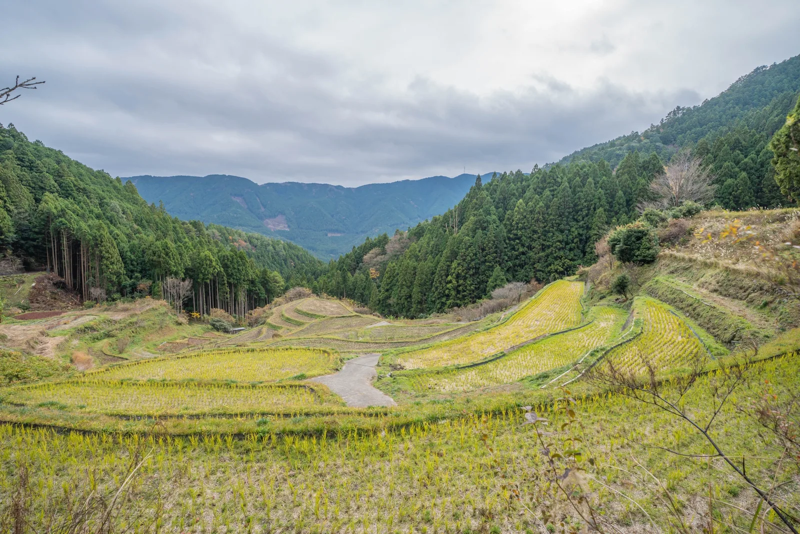 樫原の棚田