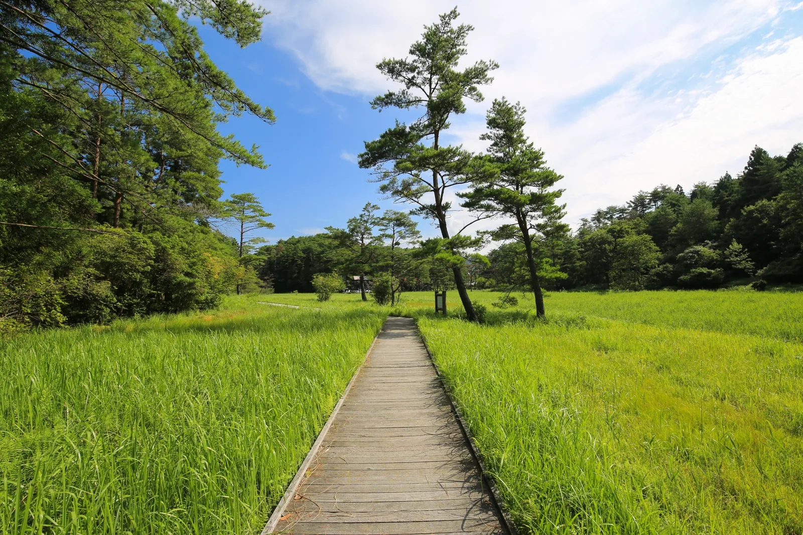 黒沢湿原