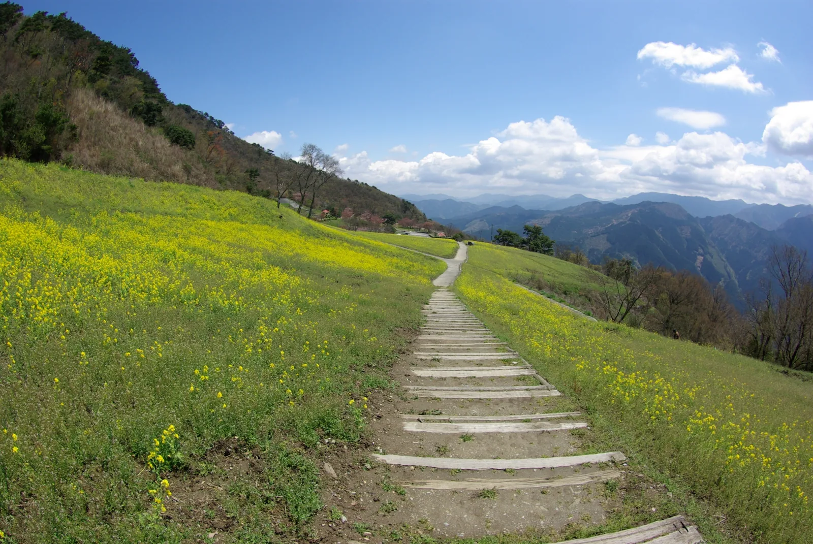 翠波高原