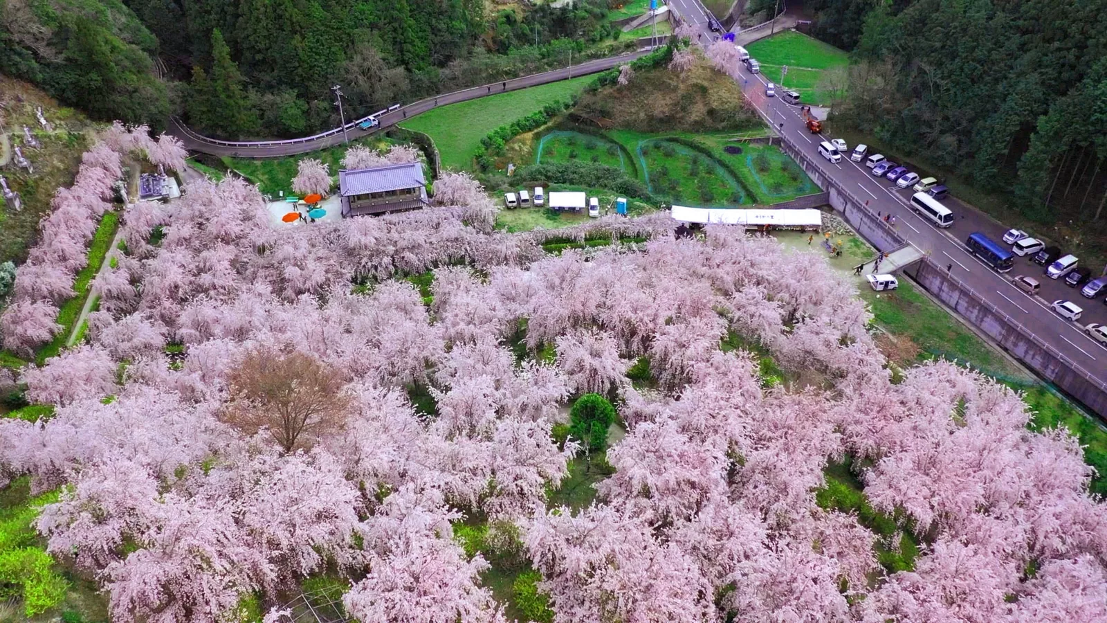 ゆうかの里の桜