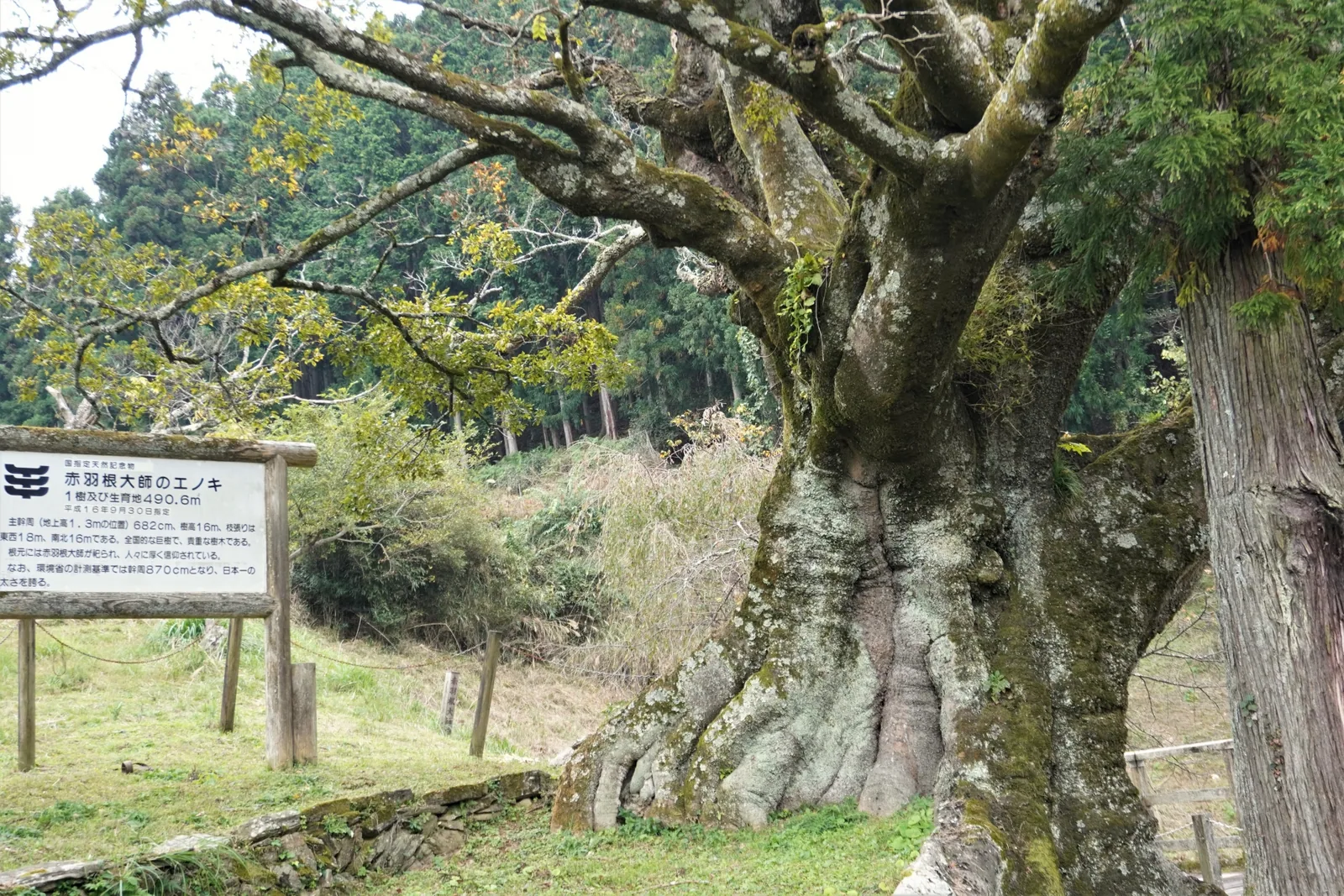 巨樹王国・つるぎ