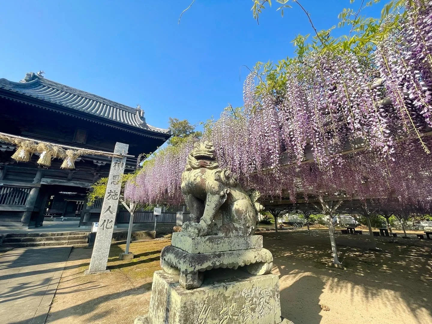 将軍藤