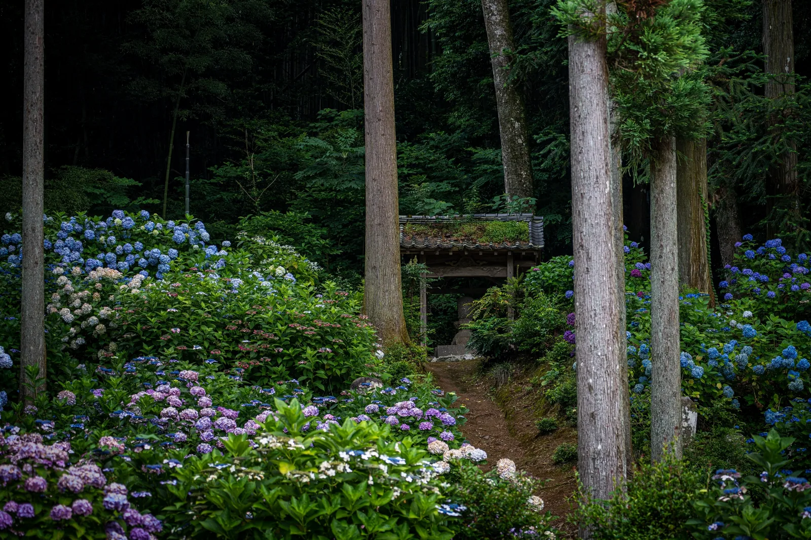 千光寺
