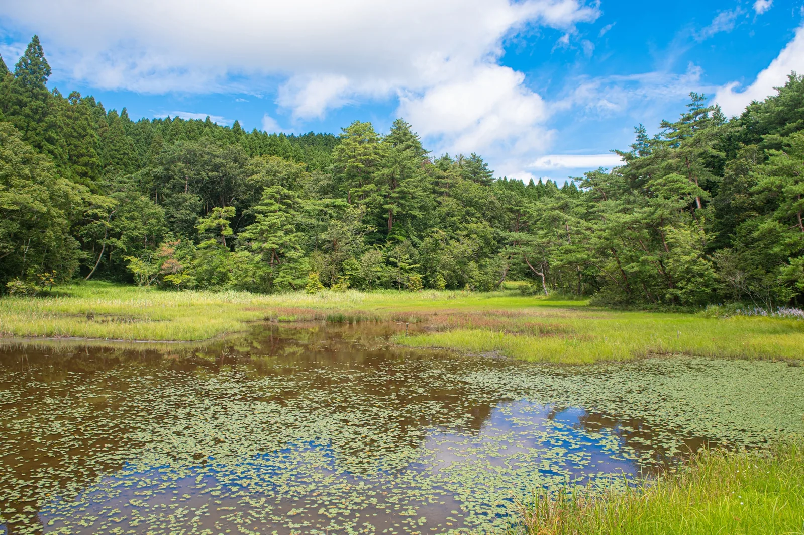 樫原湿原