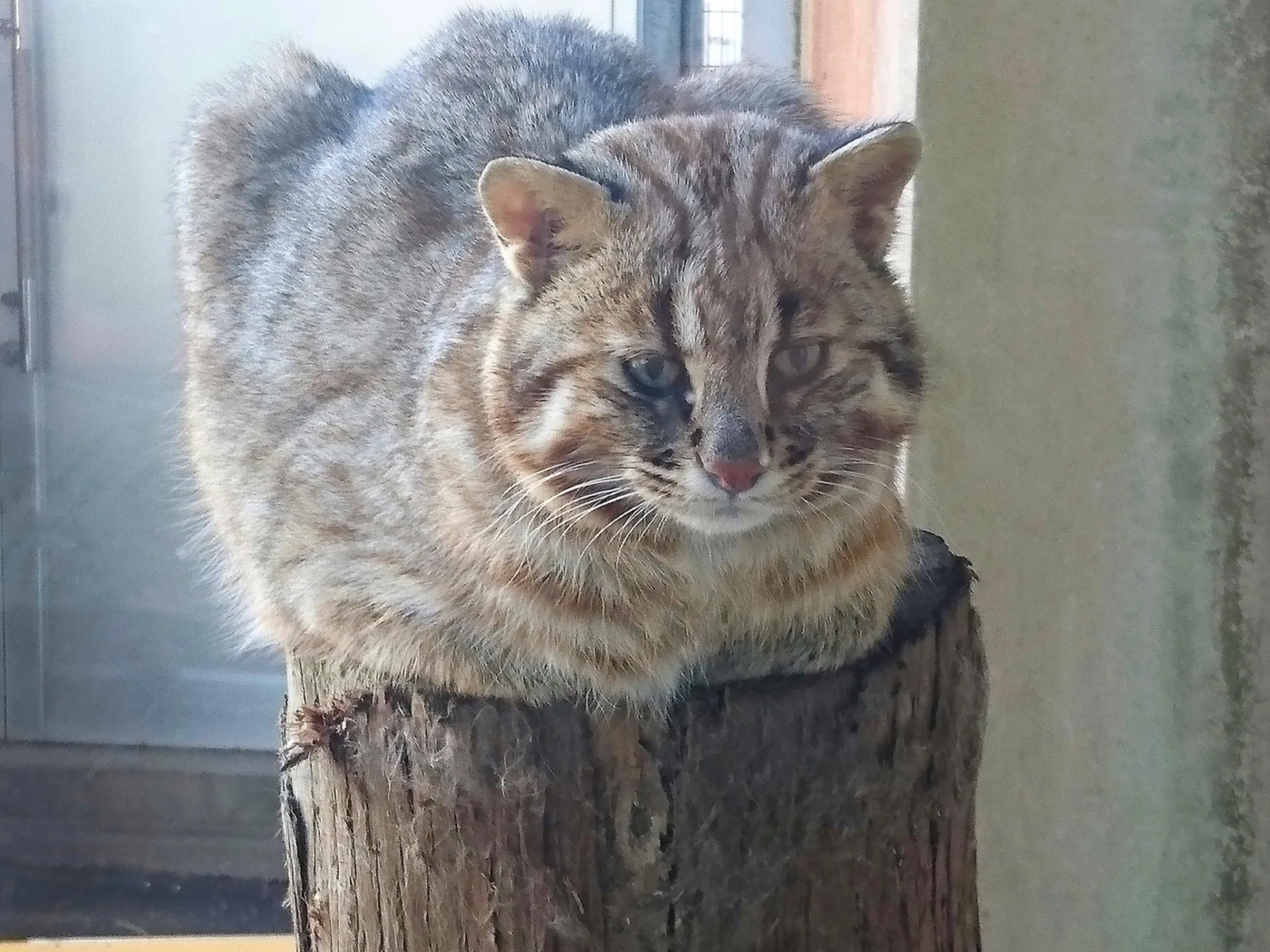 対馬野生生物保護センター
