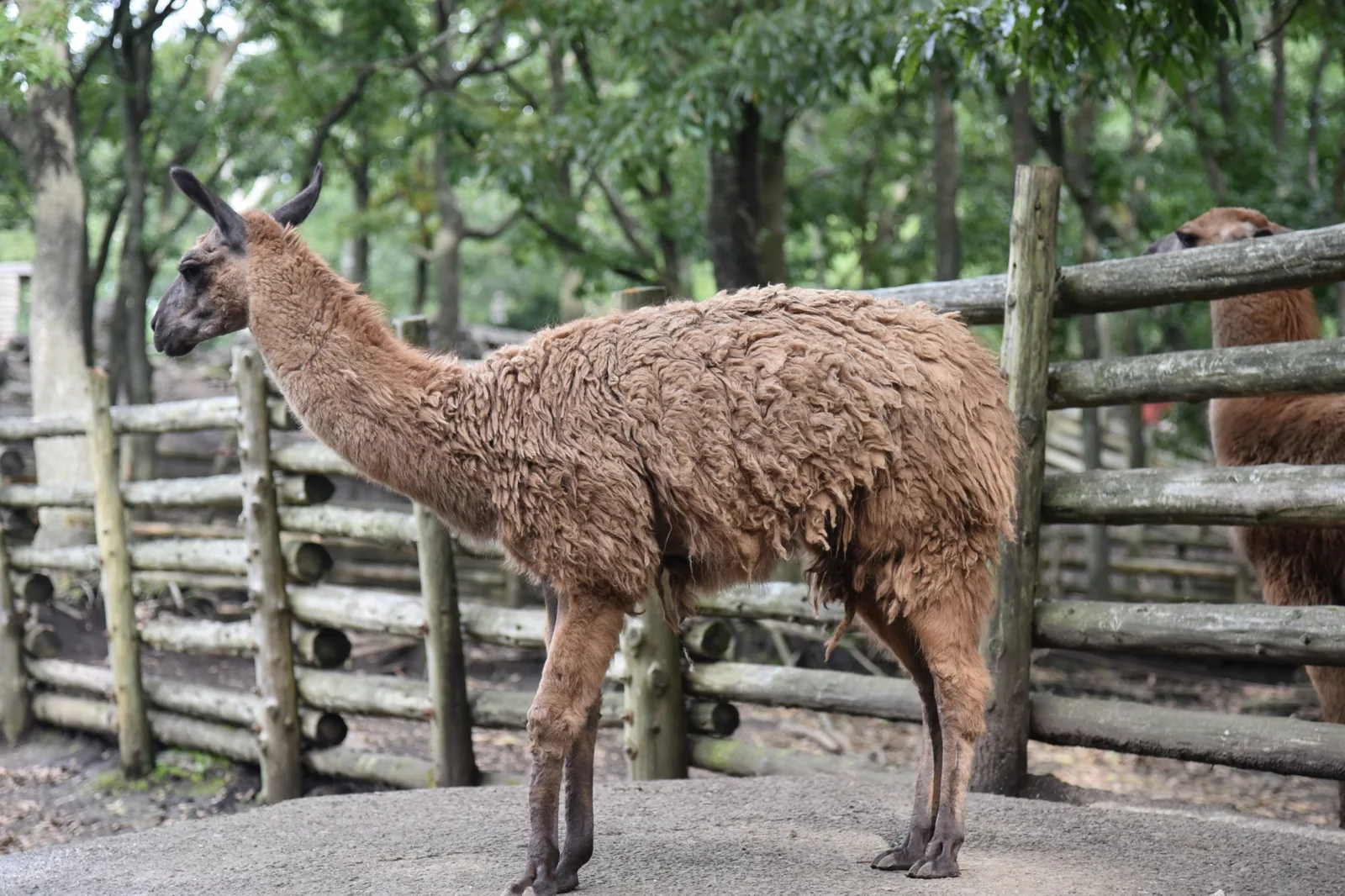 くじゅう自然動物園