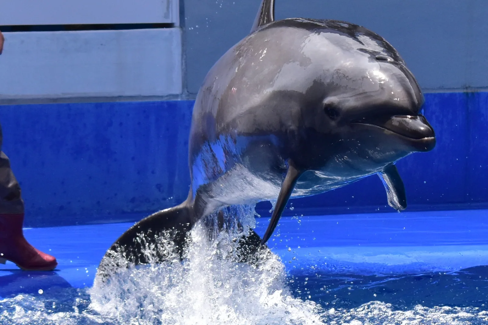 大分マリーンパレス水族館「うみたまご」