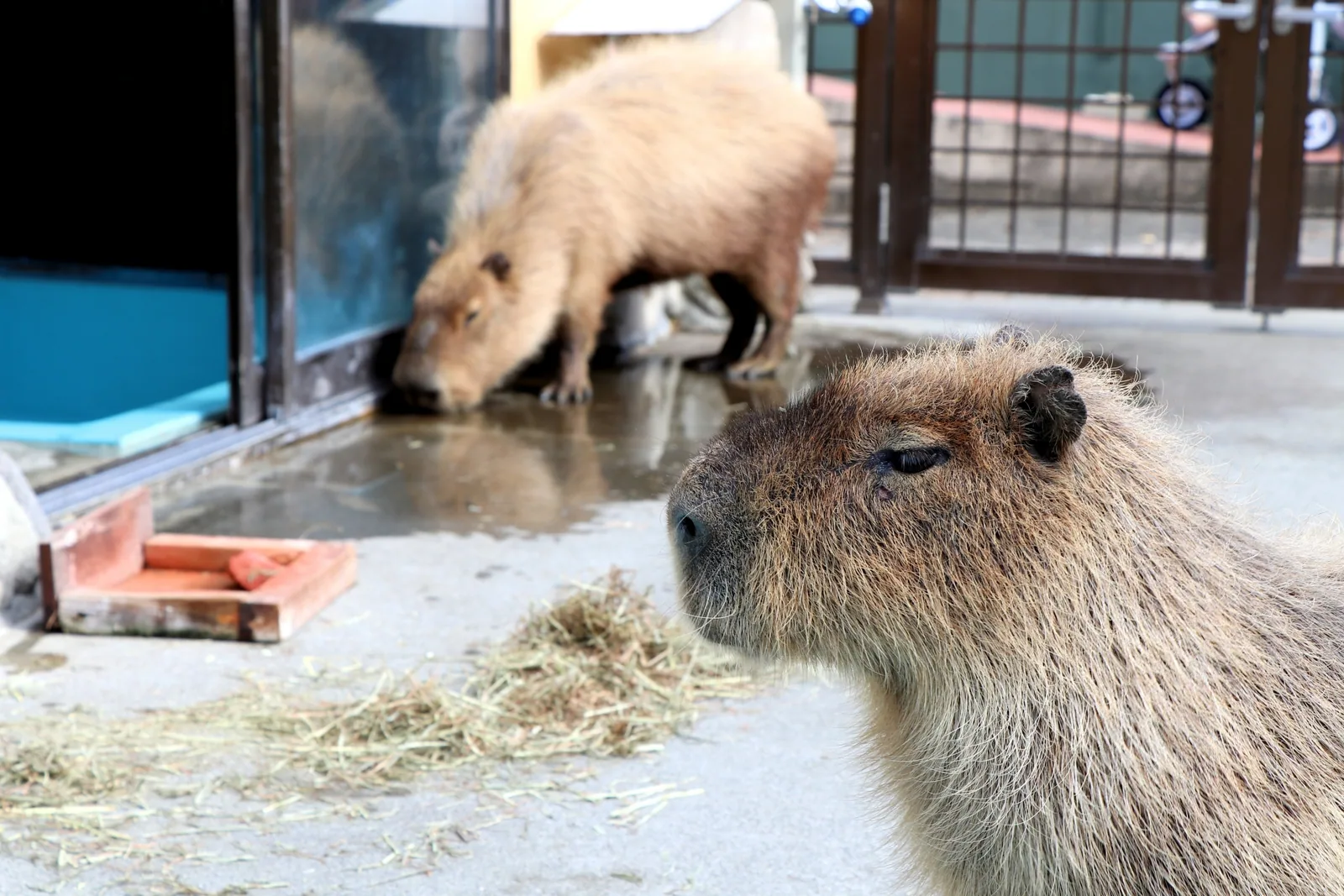 別府ラクテンチ