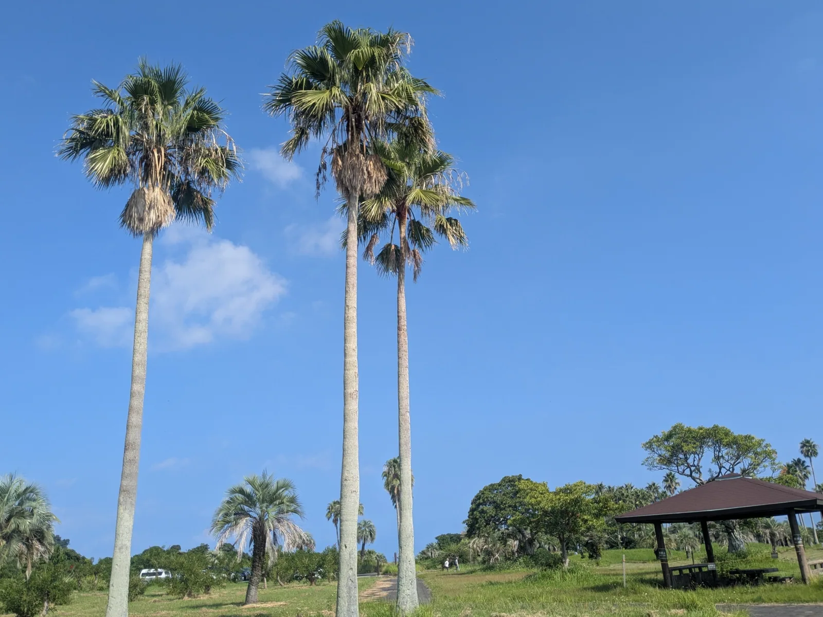 休暇村 指宿