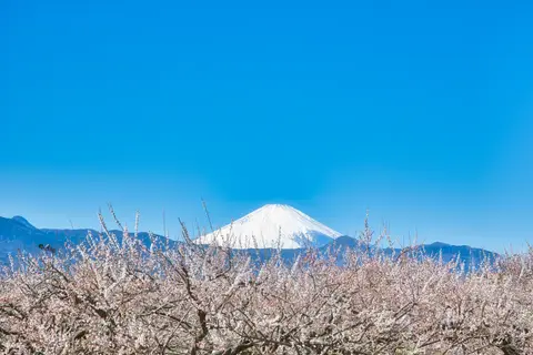 曽我梅林
