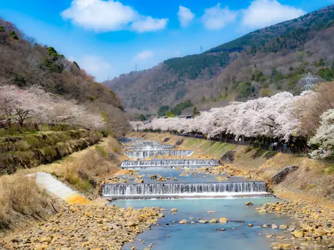 早川堤の桜