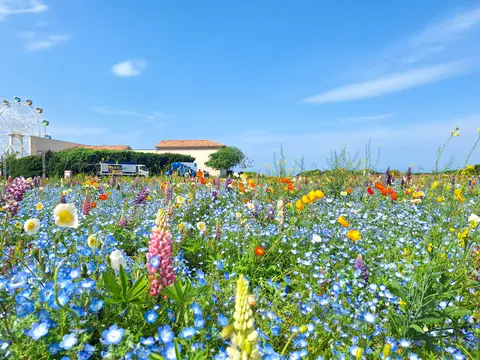 長井海の手公園 ソレイユの丘