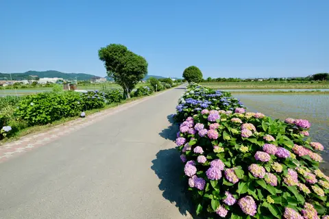 開成あじさいの里