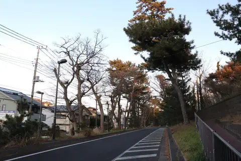 旧東海道松並木