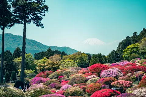 山のホテルのツツジ