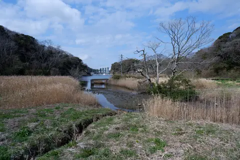 小網代の森