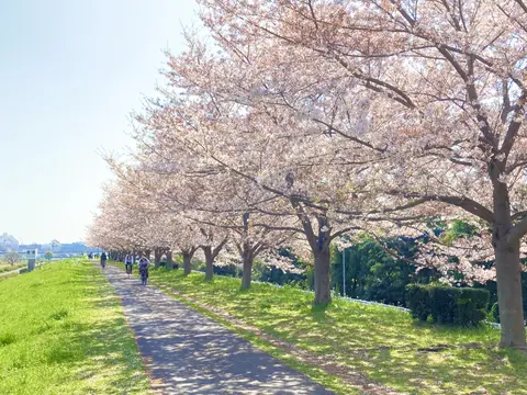 多摩川の散歩道