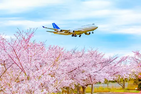 成田市さくらの山